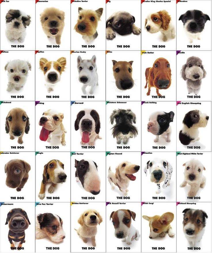 Все о том как узнать породу собаки: по внешнему виду, характеру и фото