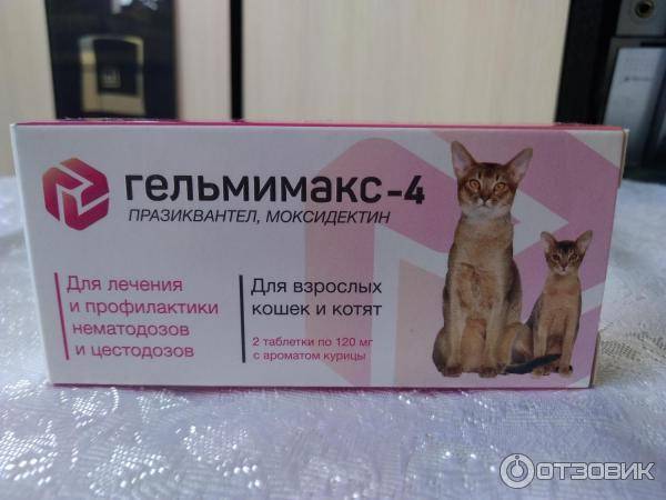 Препарат гельмимакс: надёжное средство от паразитов у кошек - petsguide