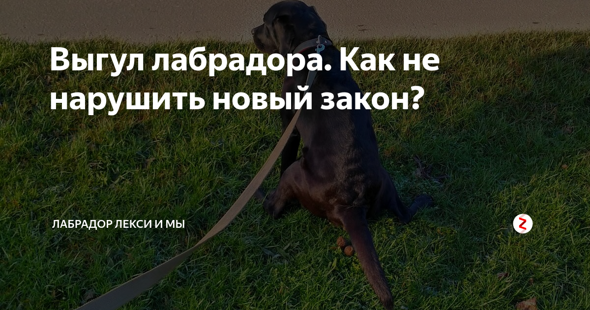 Закон о выгуле собак в 2022 году: правила в россии, штрафы в неположенных местах