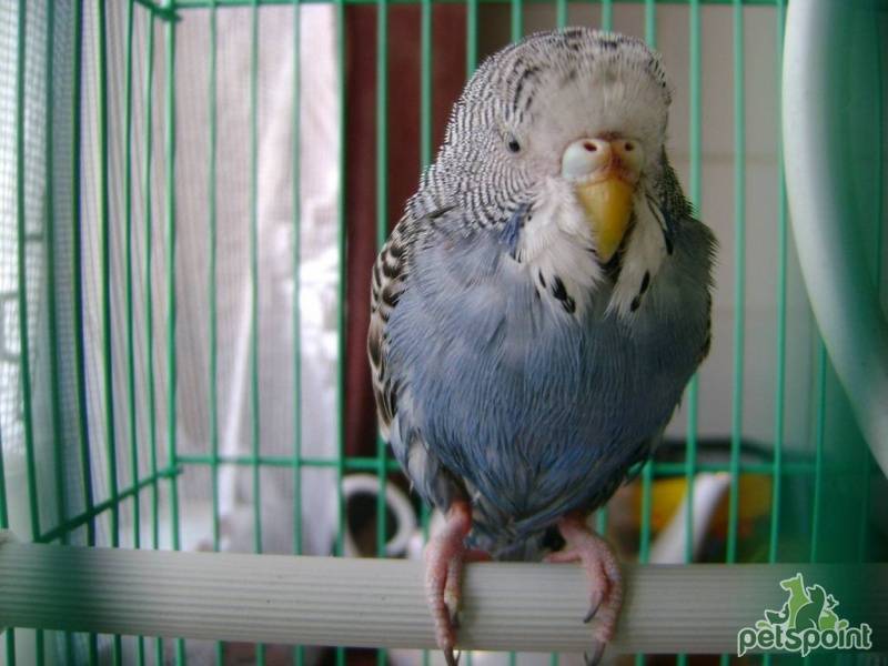 Как ухаживать за волнистым попугаем
