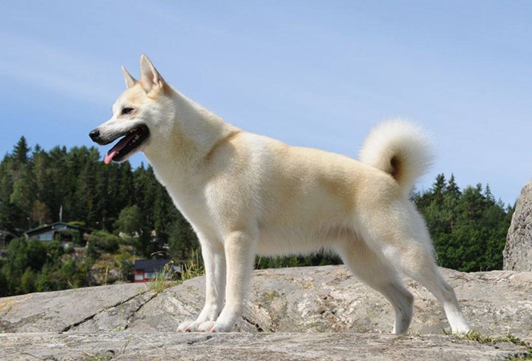Ханаанская собака: фото, описание породы, характера, ухода