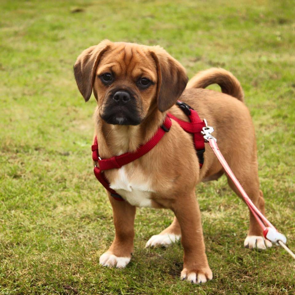 Порода собаки пагль: характеристики, фото, характер, правила ухода и содержания - petstory