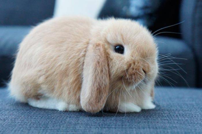 Вислоухий кролик баран - описание породы
