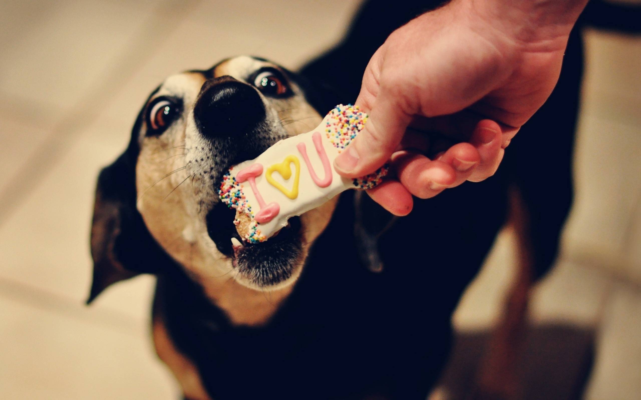 Почему собакам нельзя давать сладкое? все за и против
