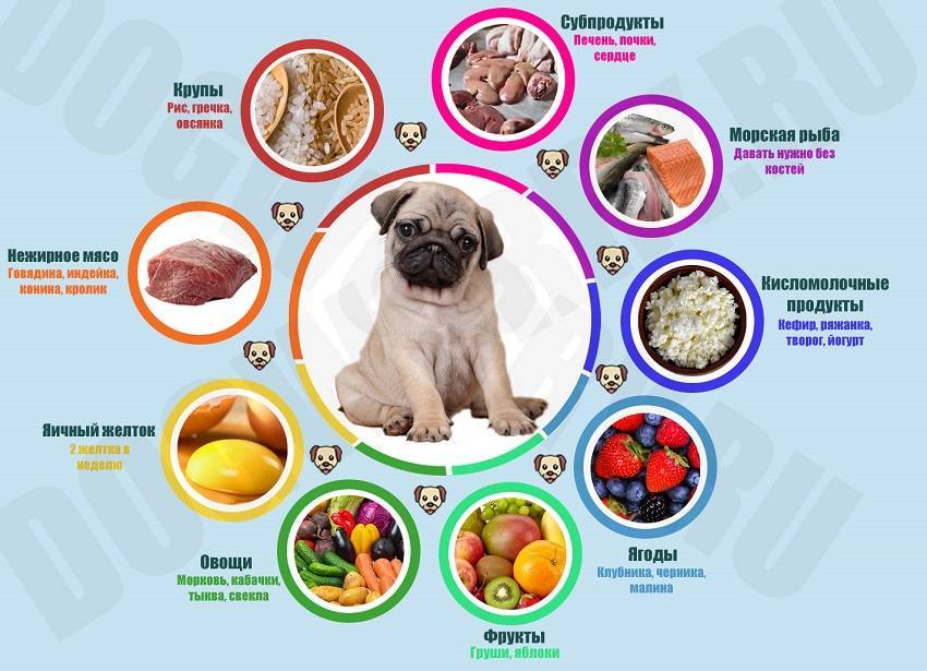 Как кормить собак сухим кормом: размер порции, режим кормления зимой или летом, как размачивать корм, особенности кормления щенков и взрослых собак