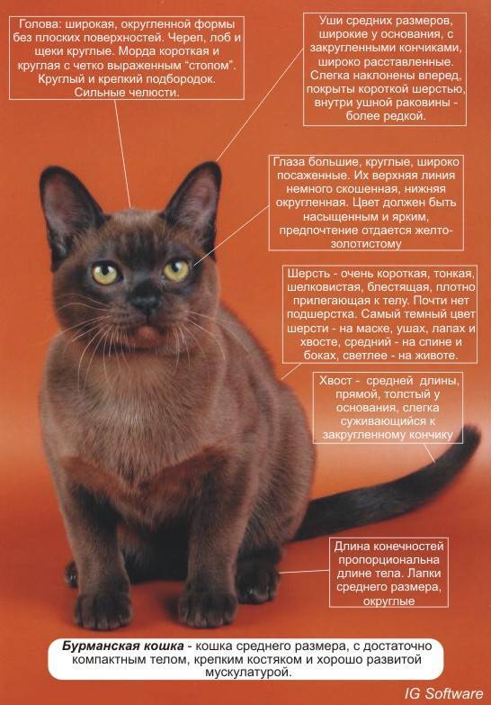 Бурманская кошка: информация и характерные особенности.