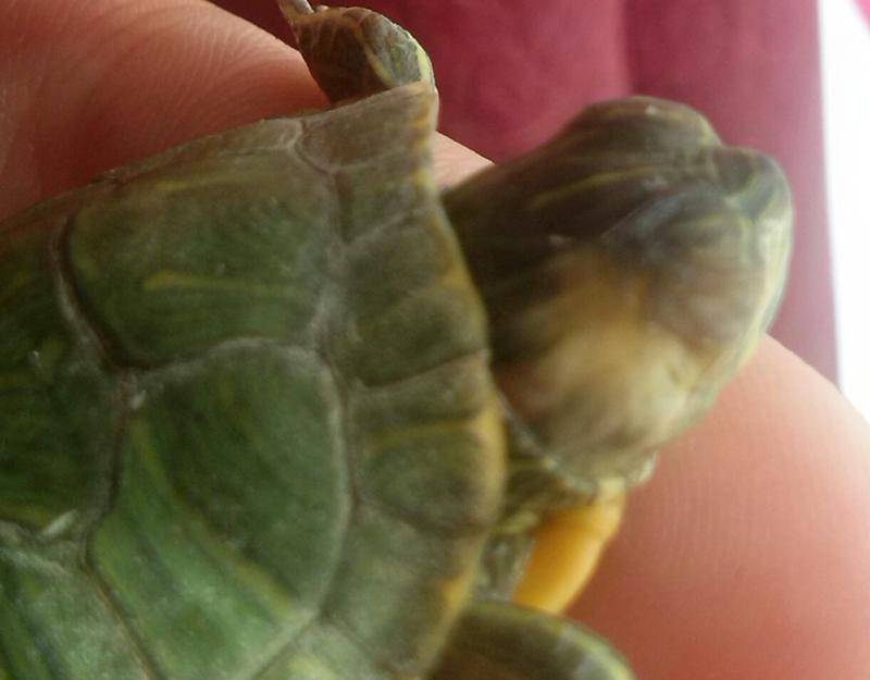 У красноухой черепахи глаза покрылись белой пленкой