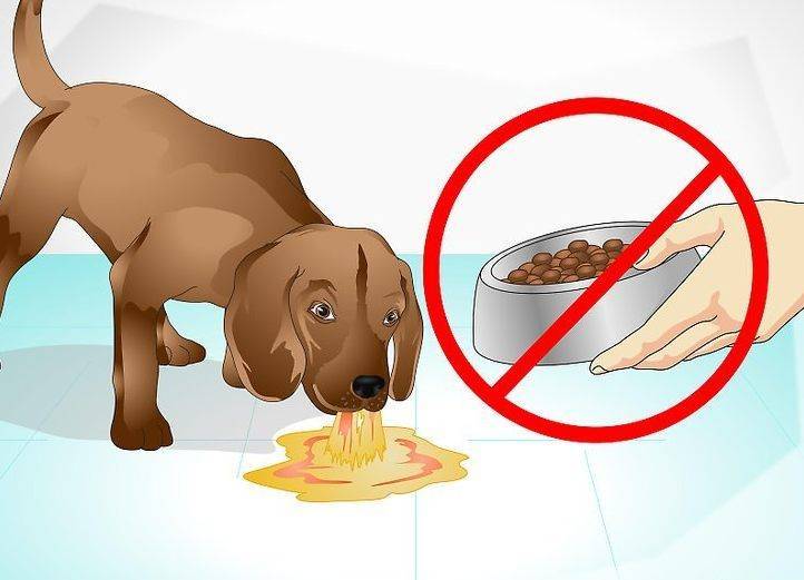 Рвота у собаки после еды непереваренной пищей - что делать?