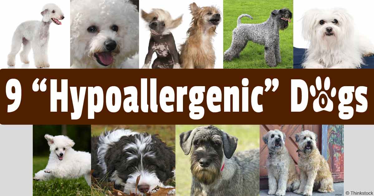 Гипоаллергенные собаки для астматиков: 19 пород собак