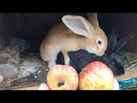 Можно ли кормить кроликов яблоками