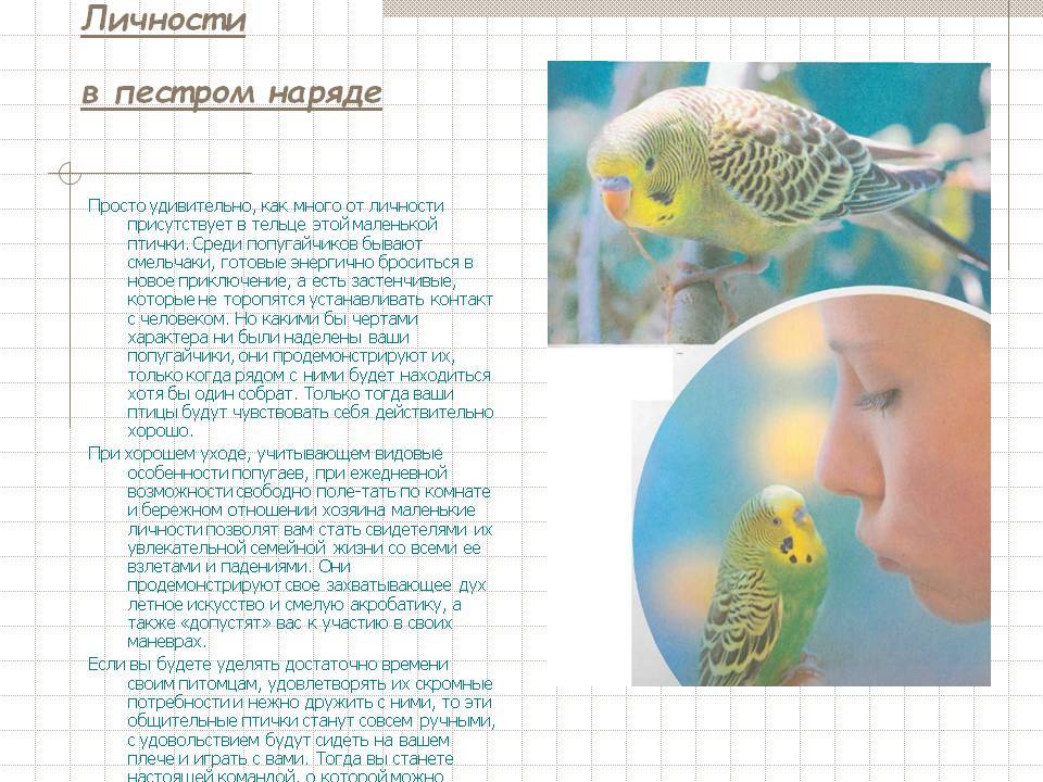 Попугай корелла: описание, ареал обитания, образ жизни, размножение