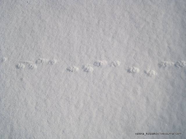 Как выглядят следы крысы на снегу?