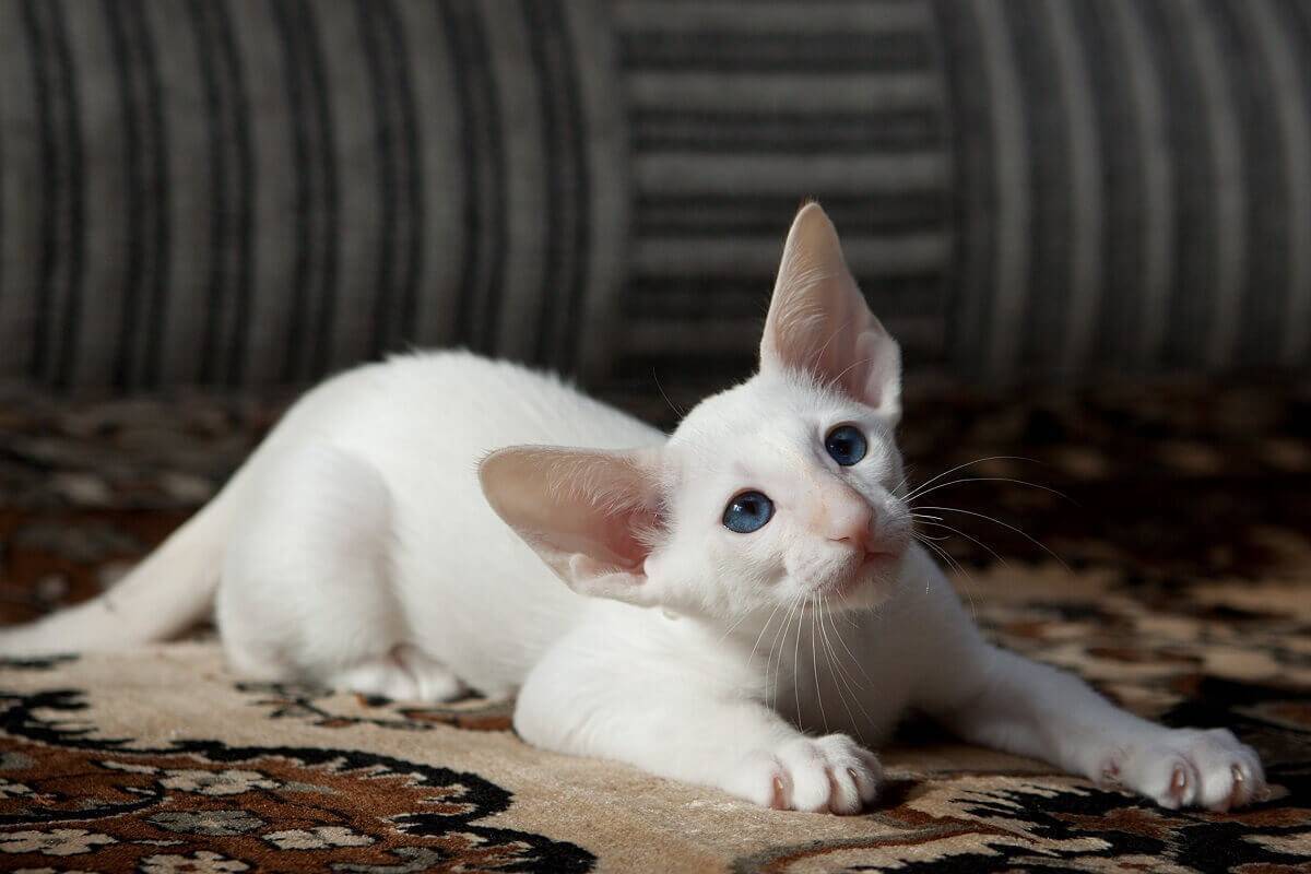 Сейшельская кошка: описание породы, характер, отзывы (с фото и видео)