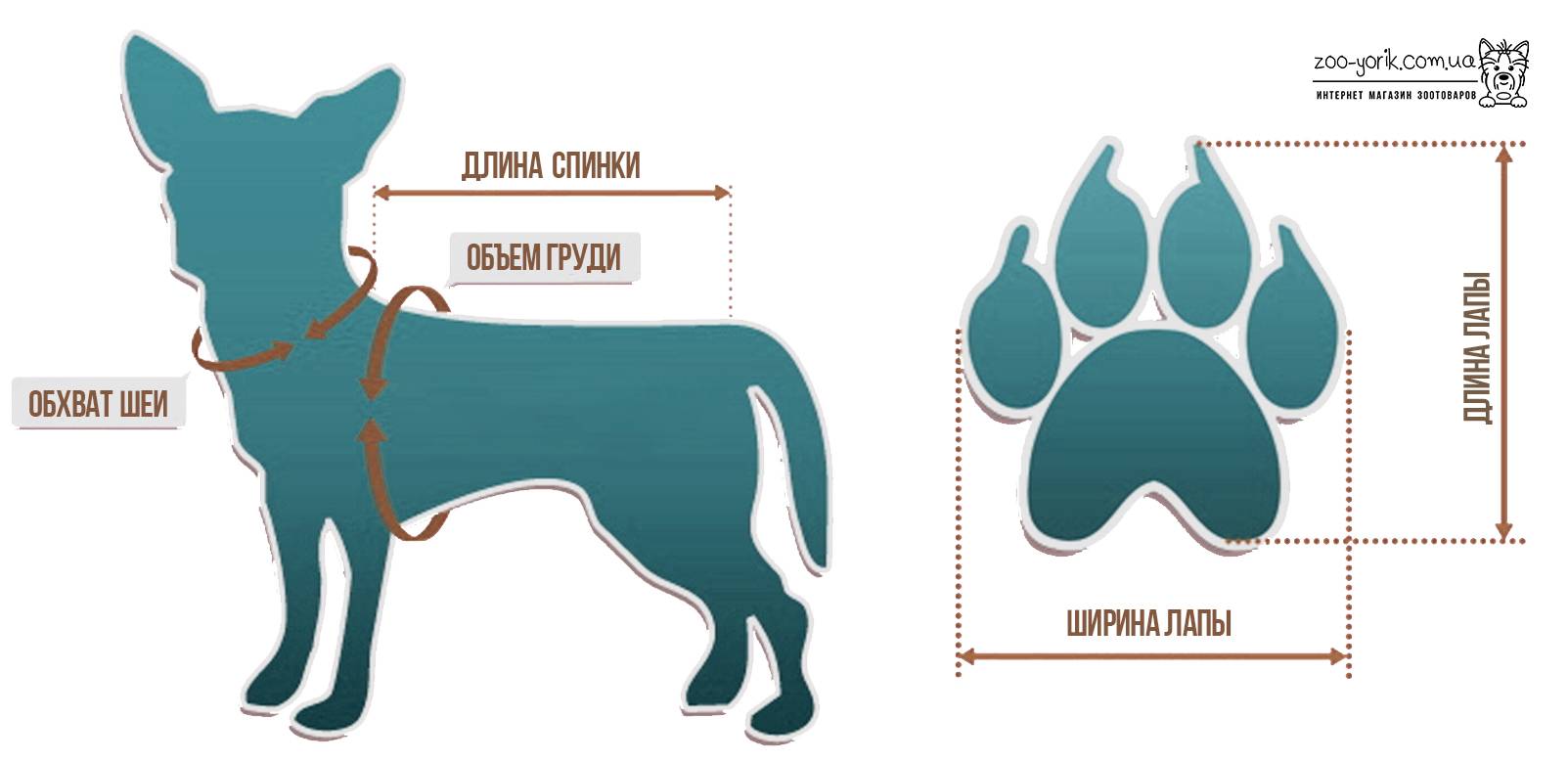 Где у собаки холка и для чего она нужна, как измерить рост собаки и почему это важно – про собак от а до я на glamour-dog.ru