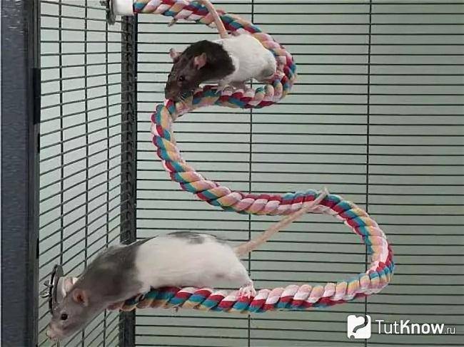 Как играть с декоративной крысой в домашних условиях