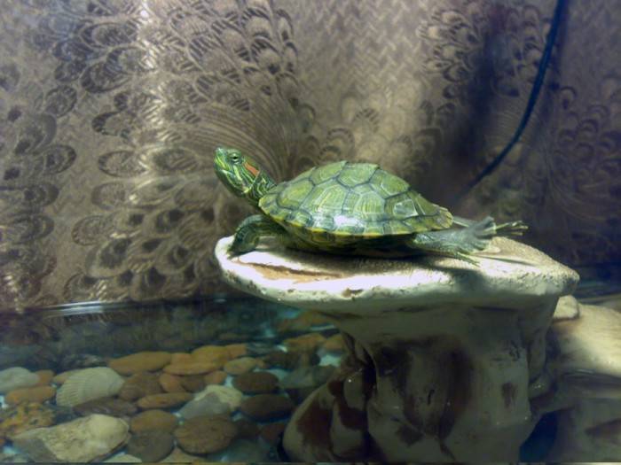 Как, где и сколько спят водные красноухие черепахи