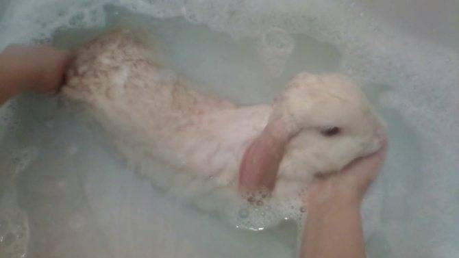 Можно ли купать декоративного кролика: как купать, чем можно мыть