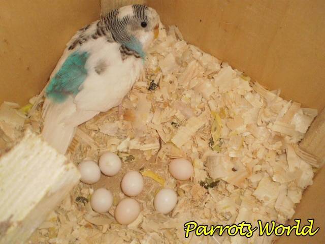 Сколько высиживают яйца волнистые попугаи по времени?