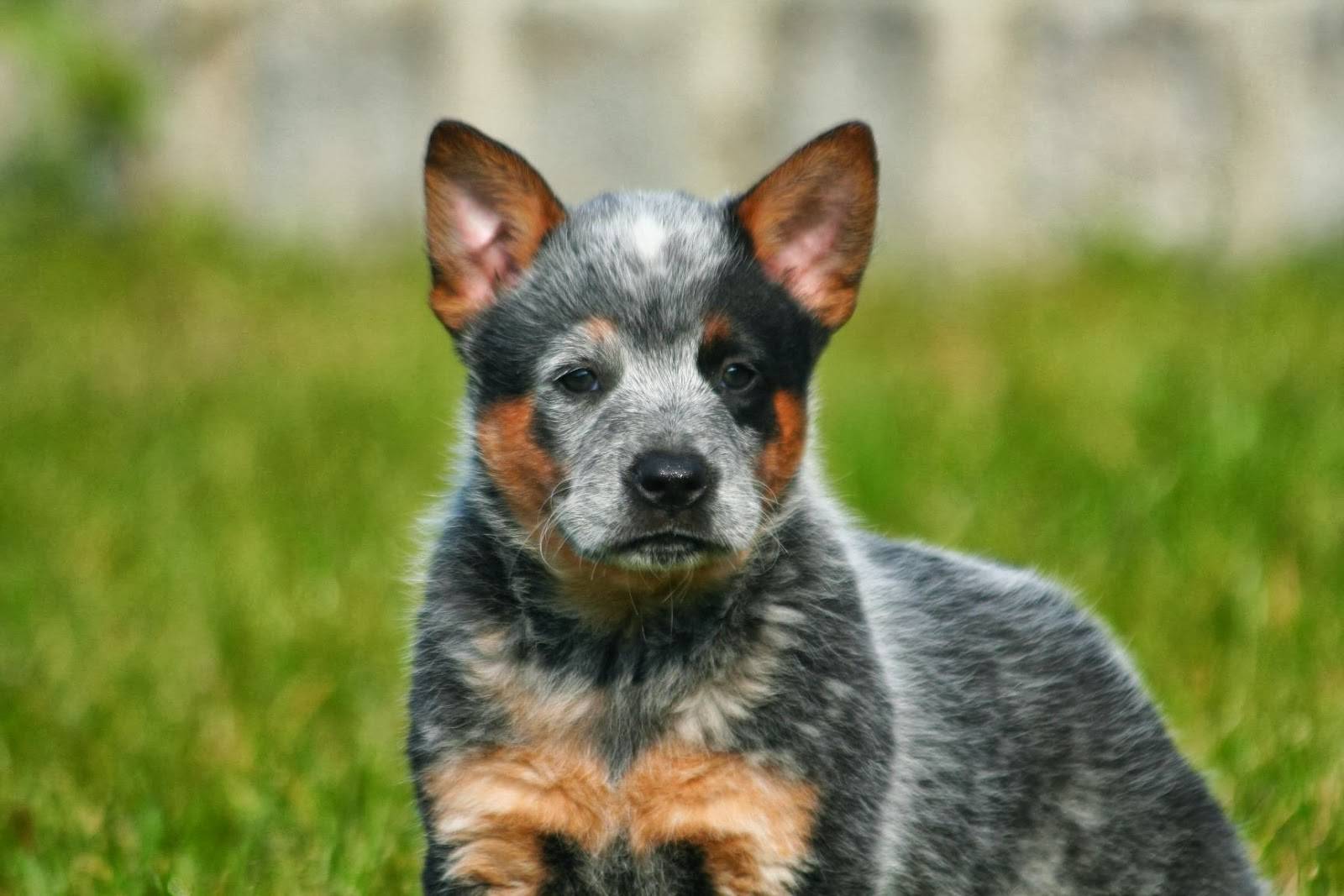 Австралийская пастушья собака (хилер или кеттл дог): описание породы, с фото, видео и отзывами владельцев