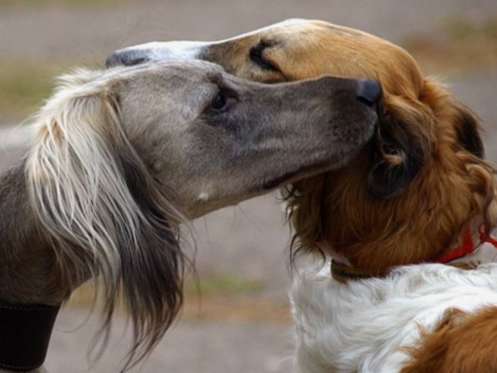 10 самых умных преданных пород собак: фото, описание и стоимость