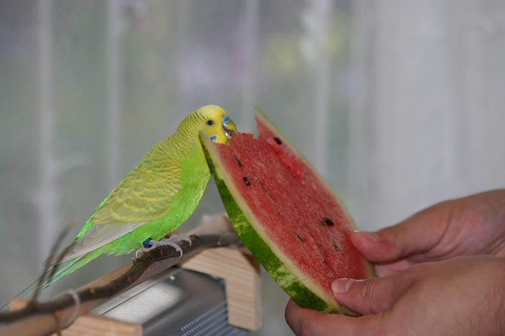 Какие овощи и когда можно давать волнистому попугаю