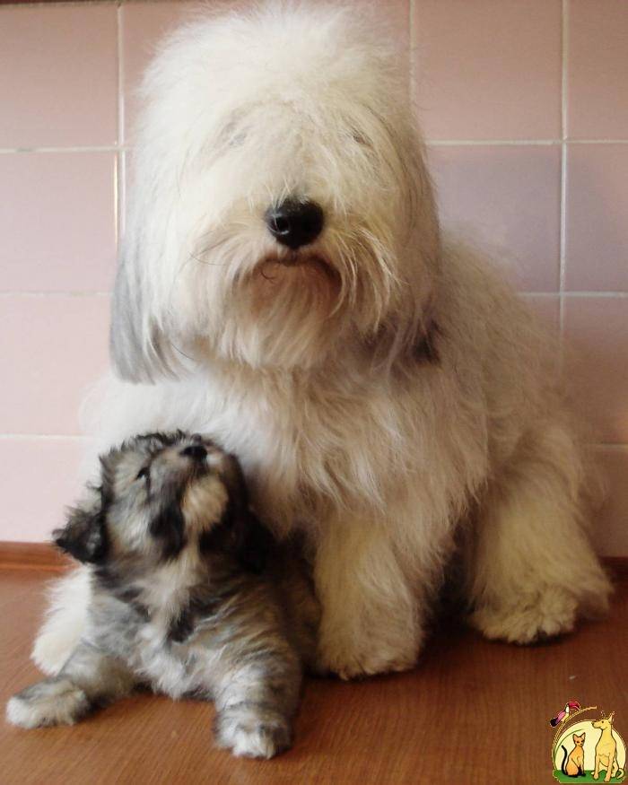 Од ис. Одис порода собак. Одис щенок. Одесская идеальная собака. Одис порода собак фото.