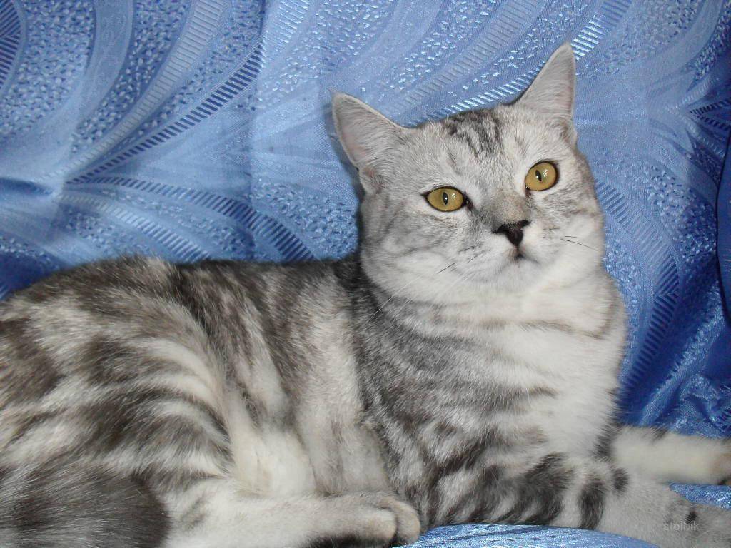 Скоттиш страйт шотландская прямоухая кошка: характеристика породы, уход за скотиш страйтом, питание и болезни