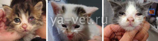 Ринотрахеит у кошек: симптомы и лечение опасного заболевания самостоятельно