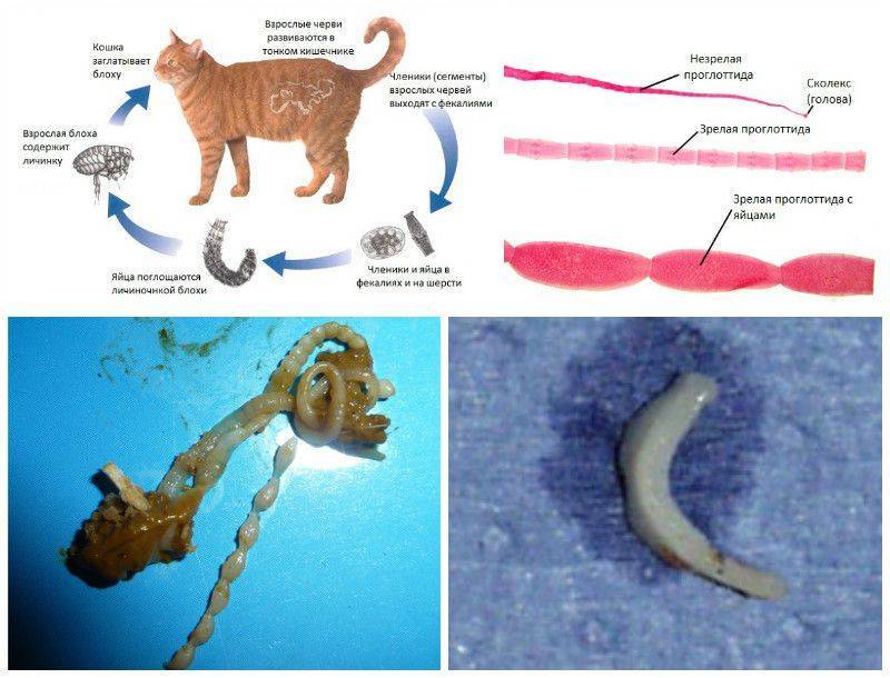 Кошки, цестодозы у кошек, симптомы заболевания и методы лечения