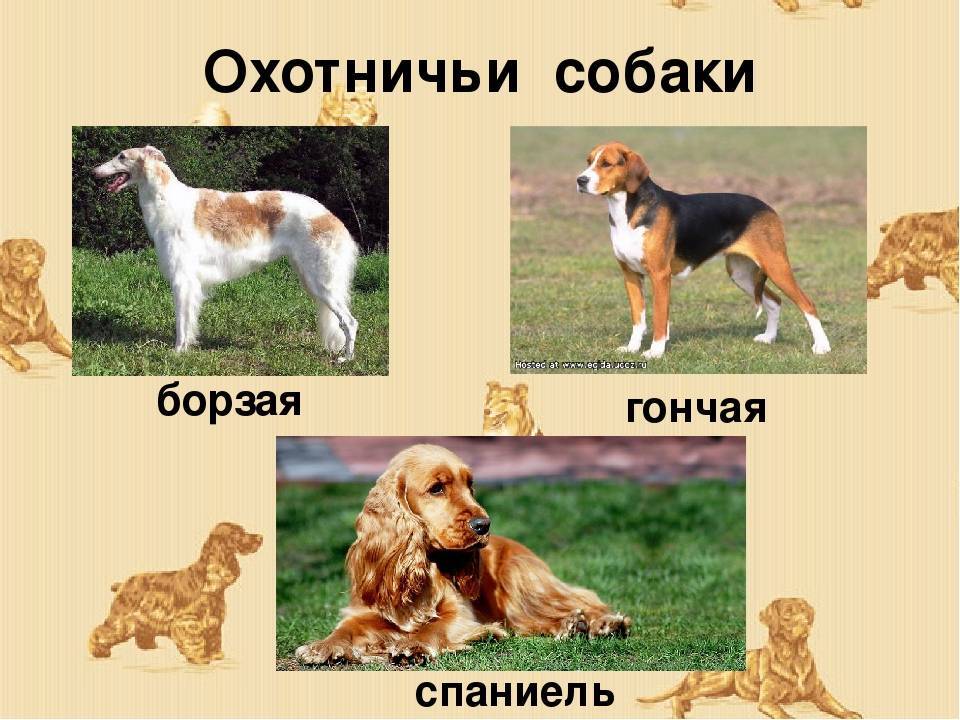 Породы охотничьих собак с фотографиями и названиями - лучшие породы собак для охоты - лапы и хвост