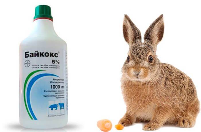 О байкоксе — инструкция по применению для кролика: описание лекарства, дозировка