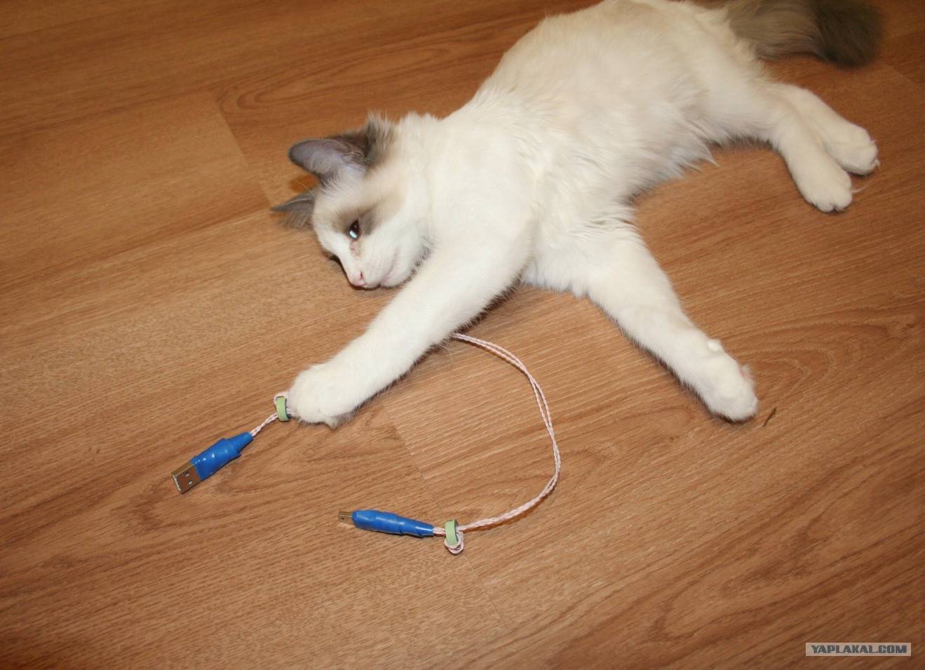 Как отучить котенка грызть провода — уход и воспитание