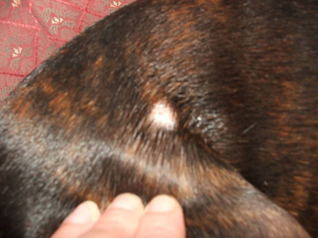 Малассезиозный дерматит у собак: симптомы и лечение