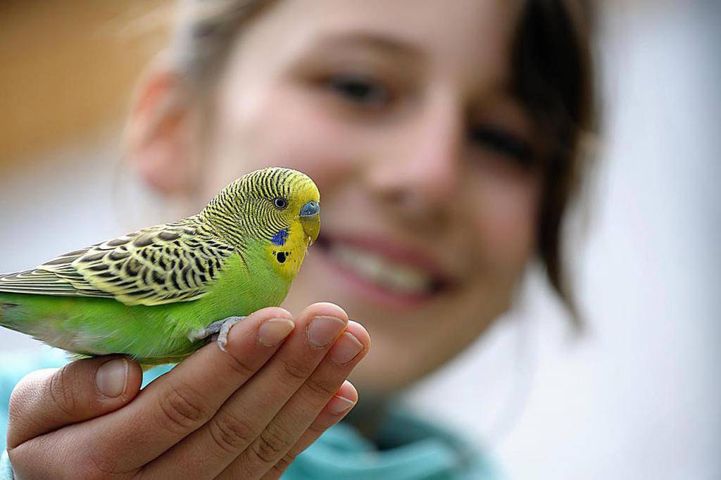 Разговоры попугаев волнистых: как научить птицу говорить?