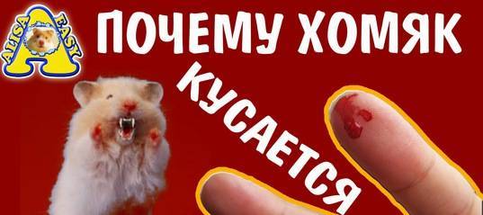 ᐉ как отучить хомяка кусаться: что делать если кусается и не дается в руки - kcc-zoo.ru