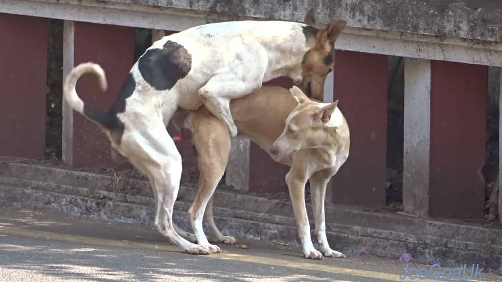 Замок у собак: почему собаки слипаются при спаривании, что делать и как разъединить собак при вязке