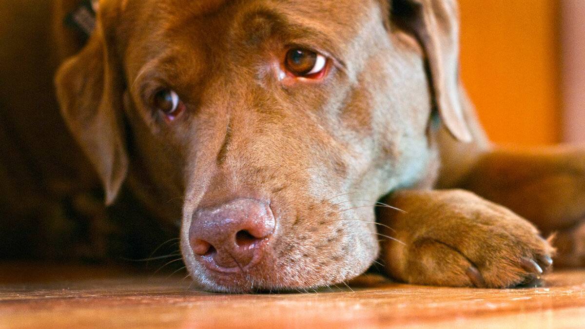 Могут ли собаки плакать – от эмоций и по другим поводам?