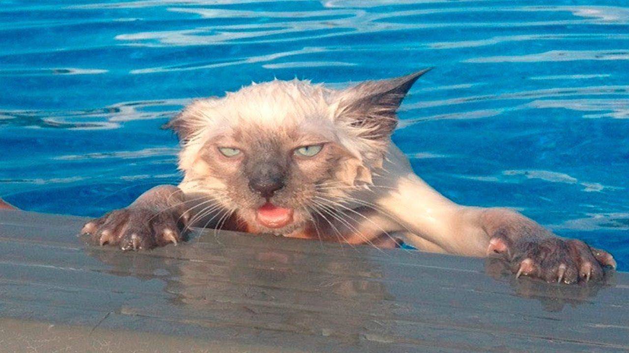Почему кошки не переносят водные процедуры