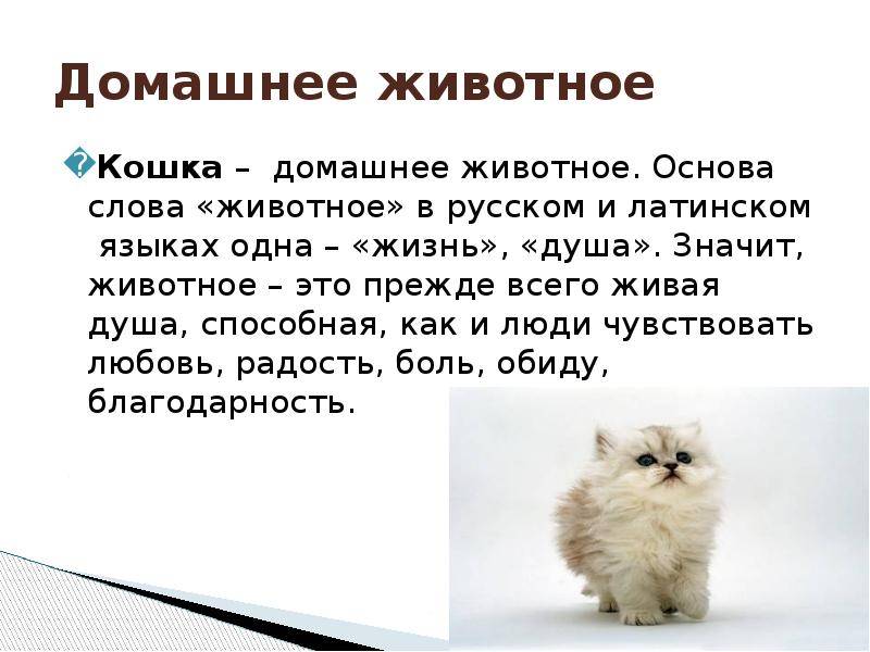 Три причины, почему одинокие женщины живут с котами — новости барановичей, бреста, беларуси, мира. intex-press
