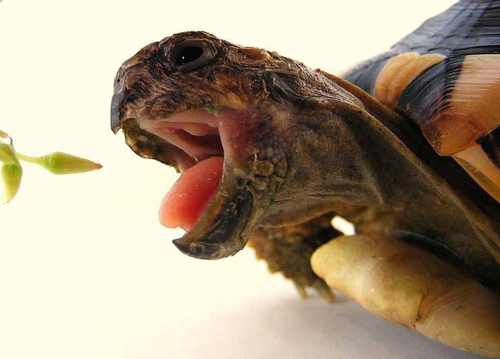 Пасть черепахи: рот и зубы