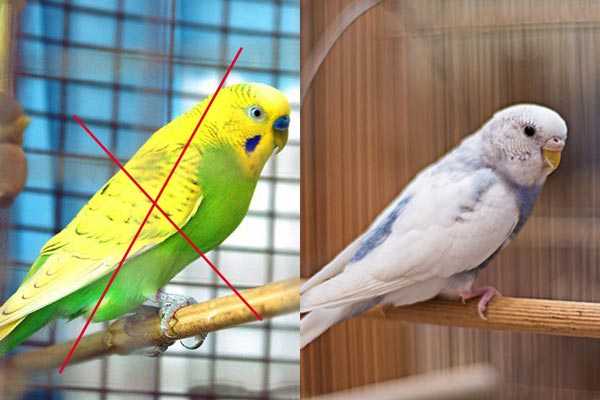 Почему у попугая помёт определённого цвета