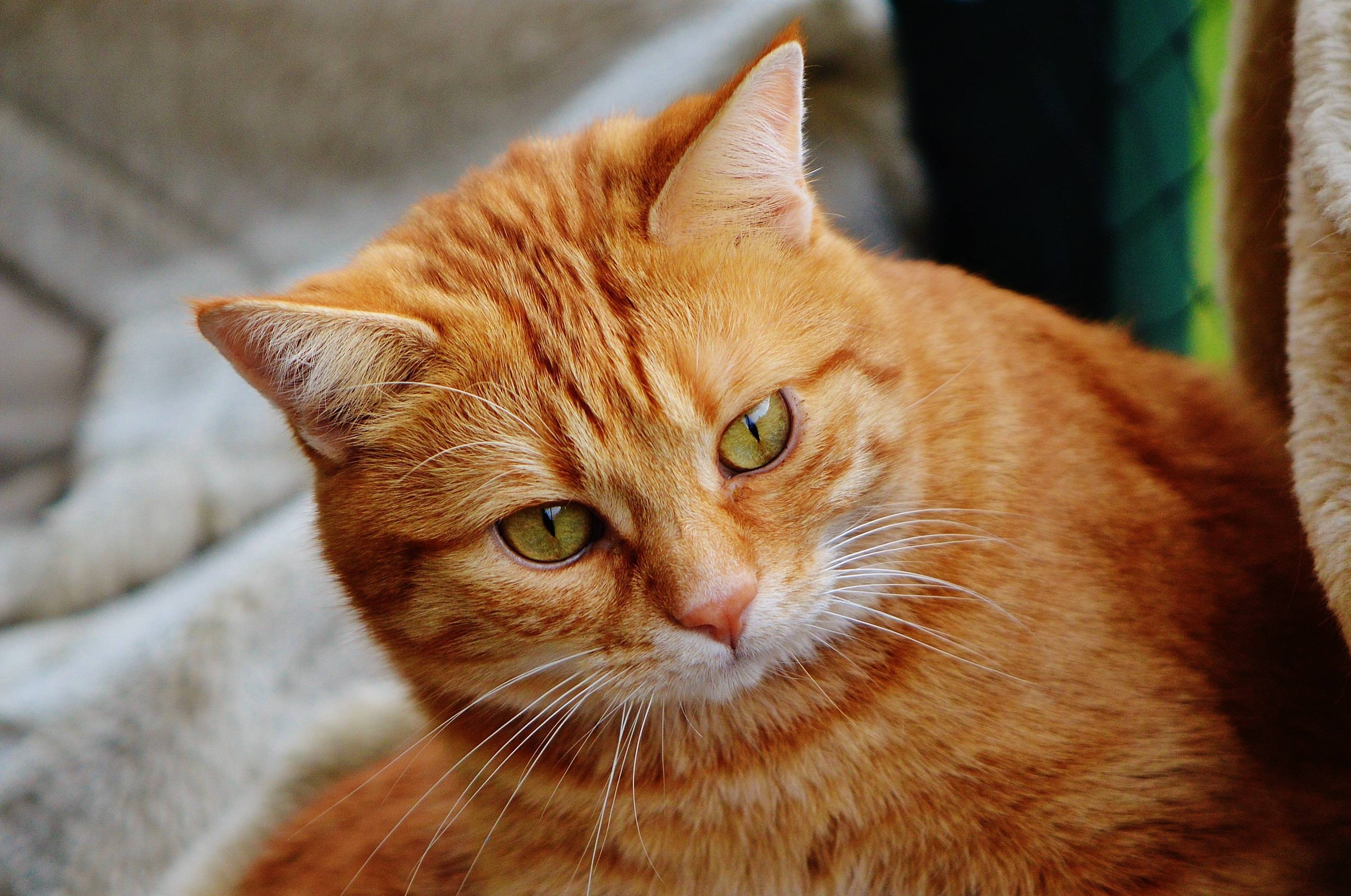 Породы рыжих кошек и рыжие коты