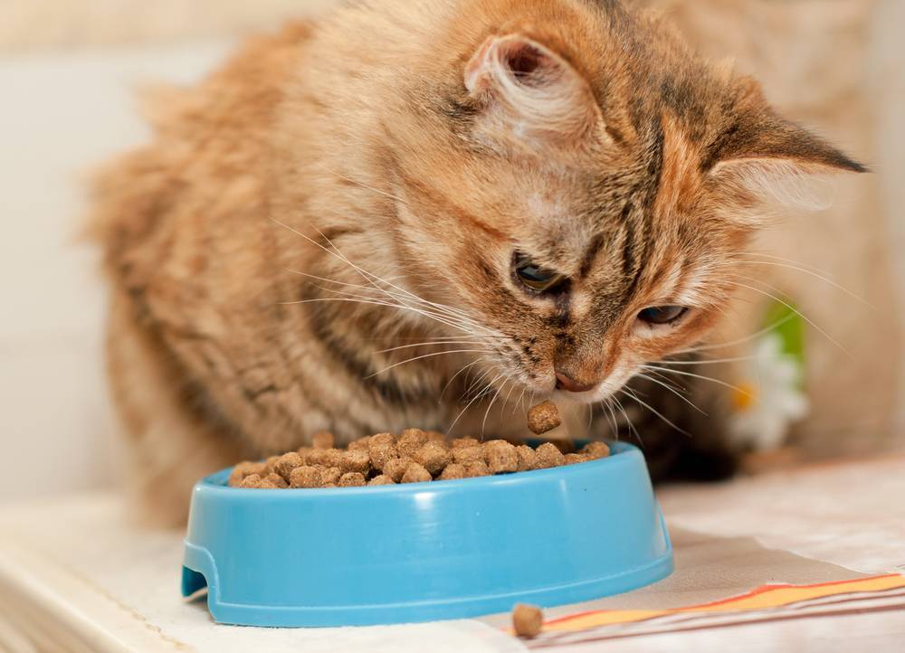 Как правильно кормить кошку, чтобы питомец был здоровый и прожил много лет: newsland – комментарии, дискуссии и обсуждения новости.