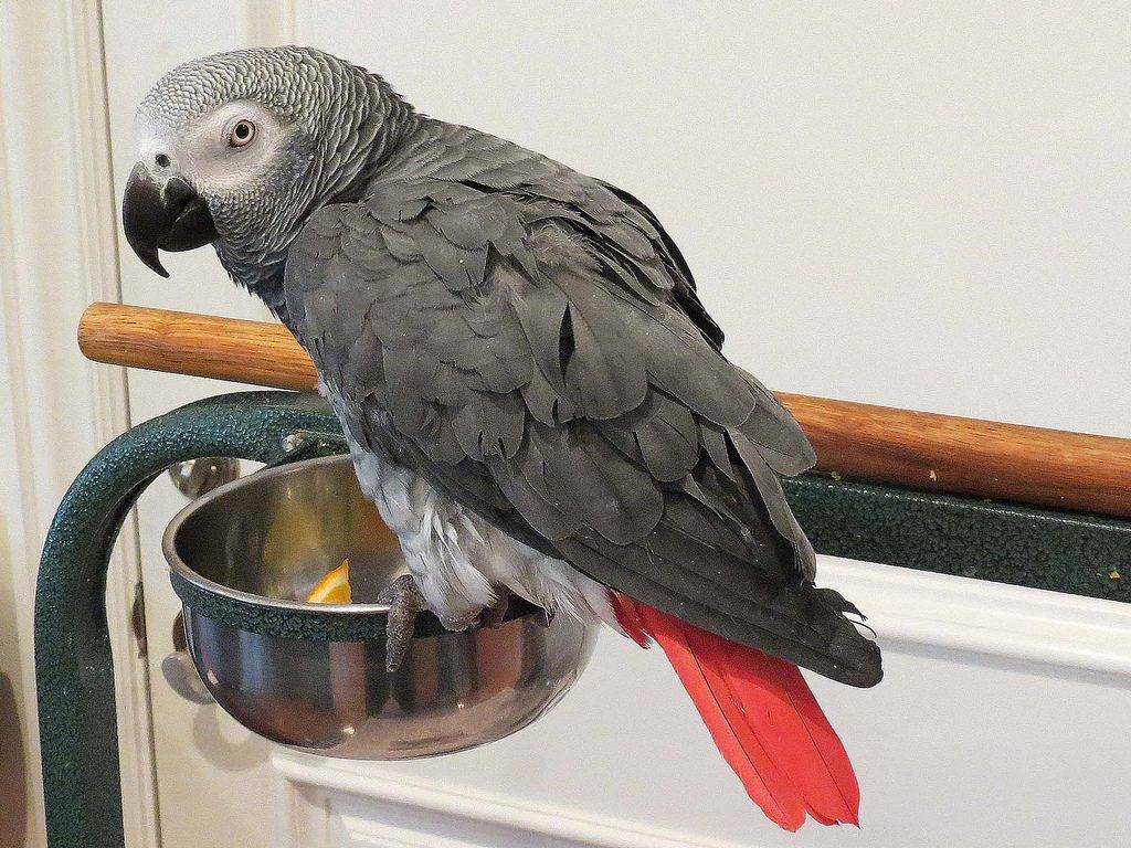 Серый попугай (жако) - продажа элитных попугаев