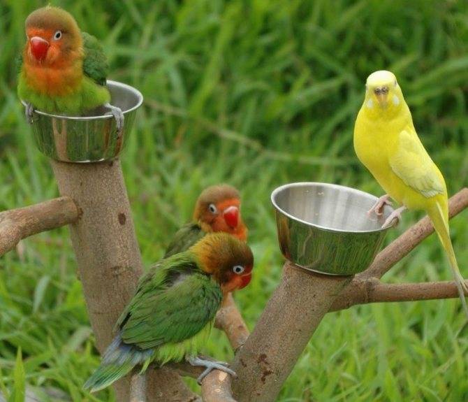 Чем кормить волнистых попугаев кроме корма