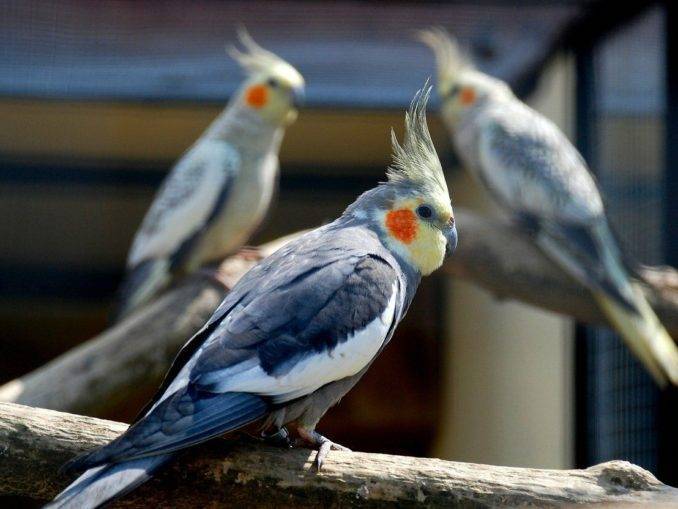 Сколько лет живут попугаи «кореллы» в домашних условиях – создаем условия для жизни питомца до 30 лет
