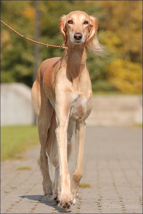 Характеристика собак салюков: внешний вид и рост персидской борзой породы
