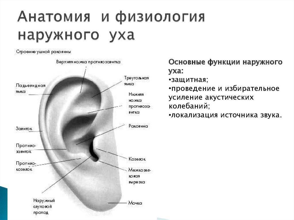 Горячие уши — основные причины и обозначение, примеры что является нормой