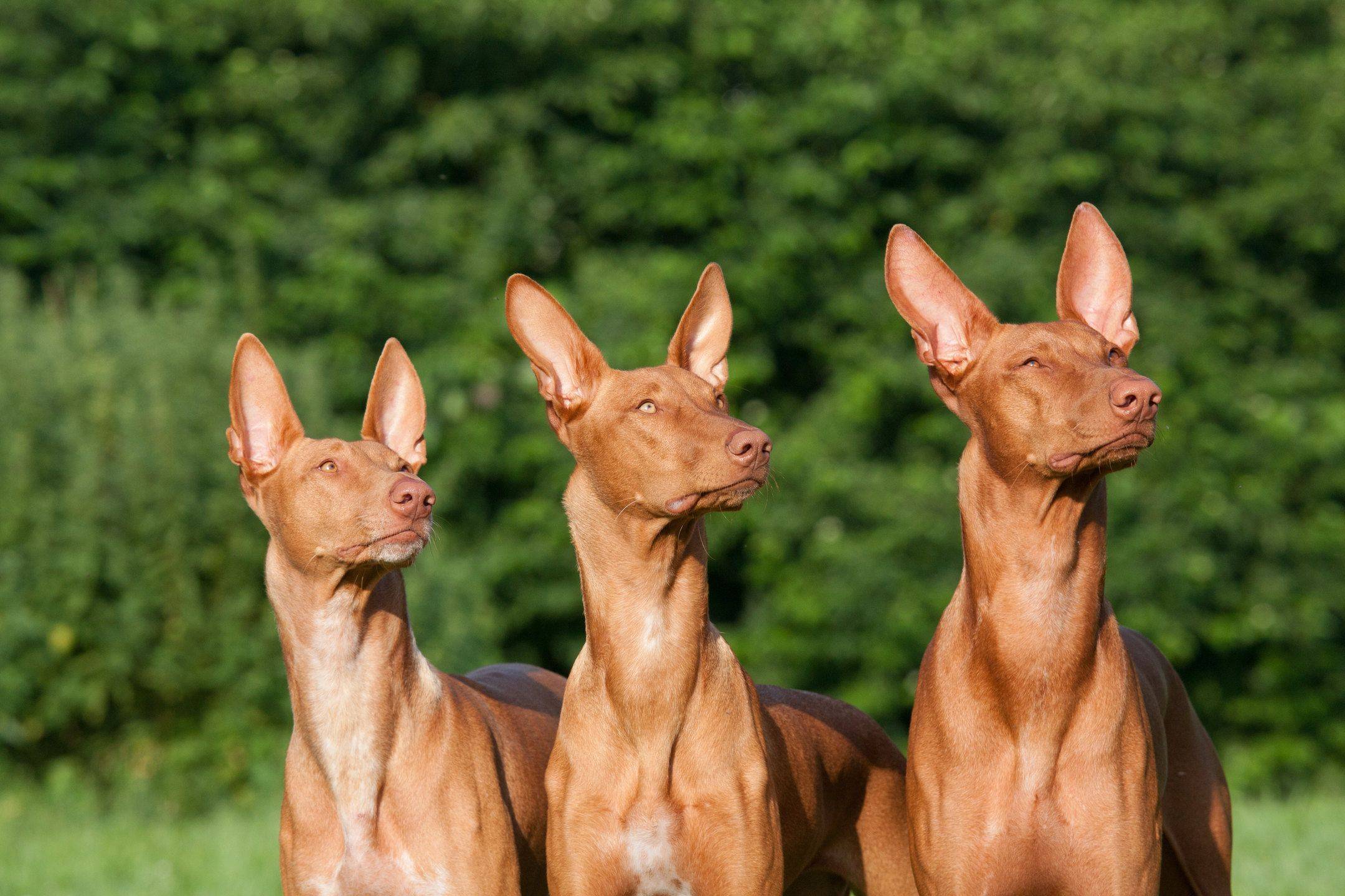 Фараонова собака: описание породы фараонов, фото, характеристика