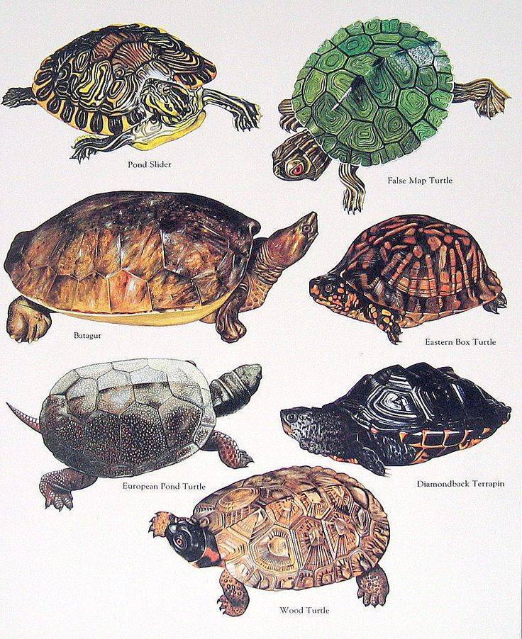 Кожистая черепаха. образ жизни и среда обитания кожистой черепахи, морская кожистая черепаха
